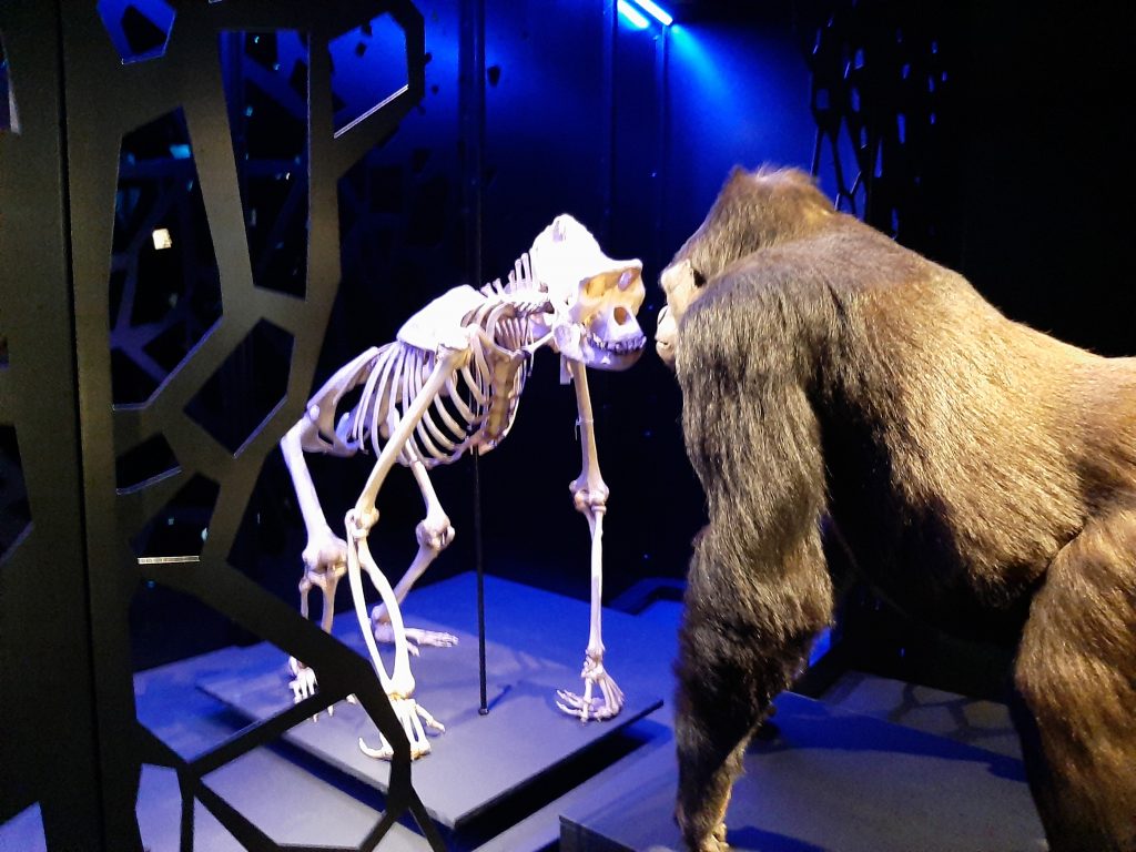 Naturalis