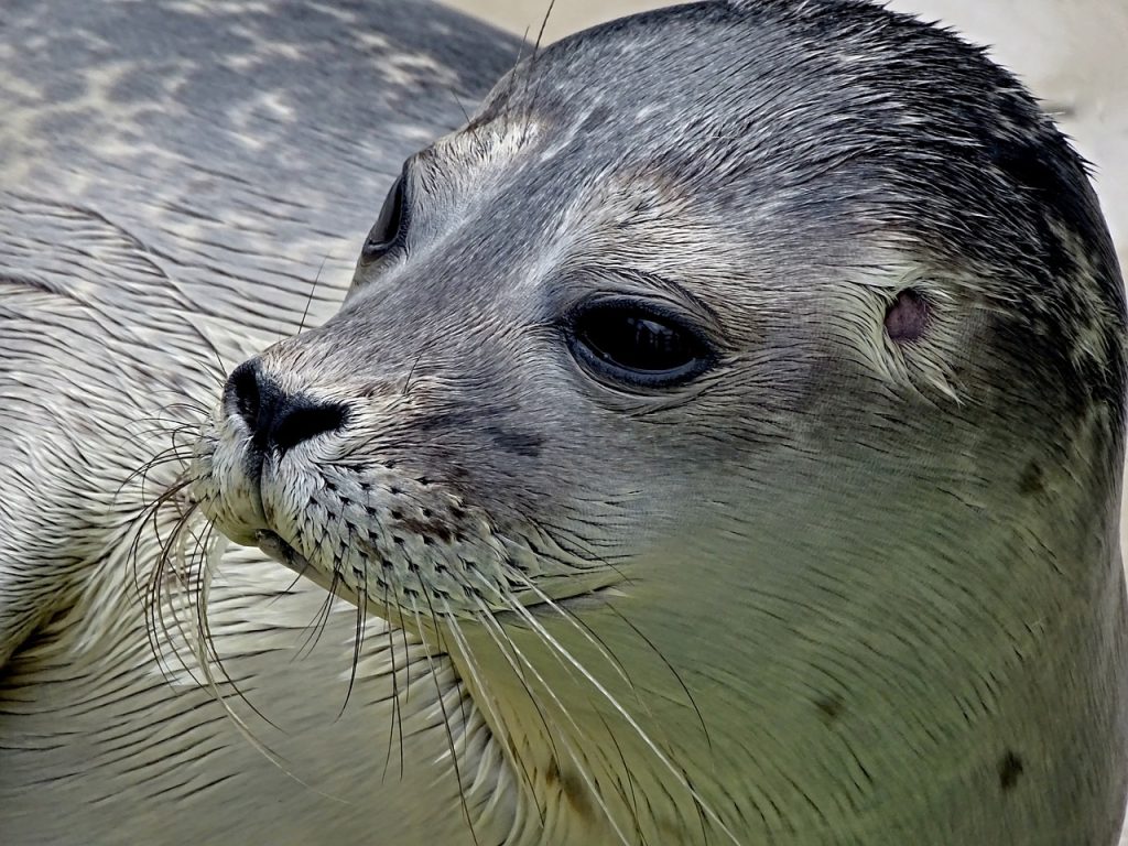 Texel mit kindern