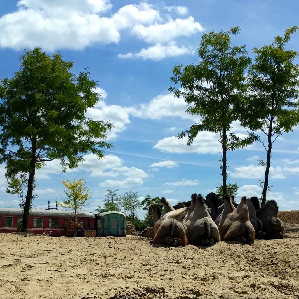 Wildlands Drenthe