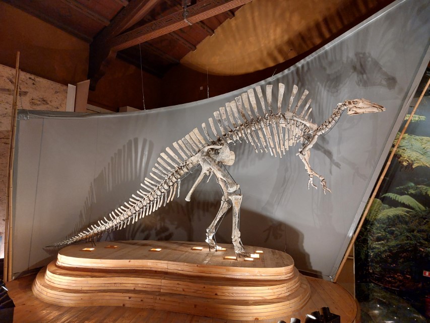 Natuurhistorisch museum