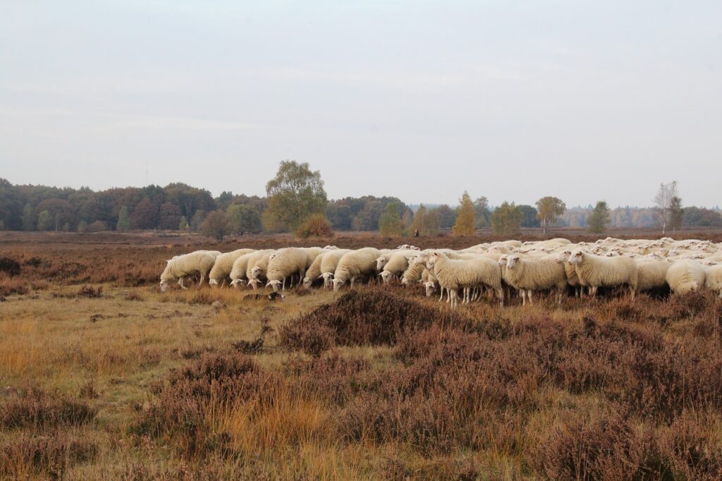 Veluwe Holland