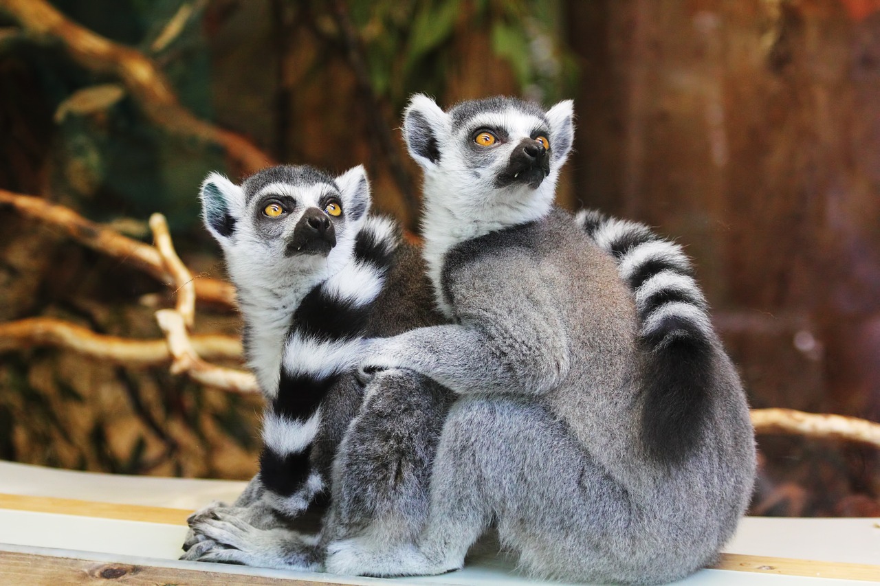 Tierparks Niederlände