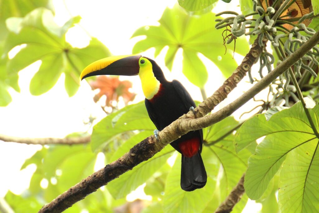 Toucan