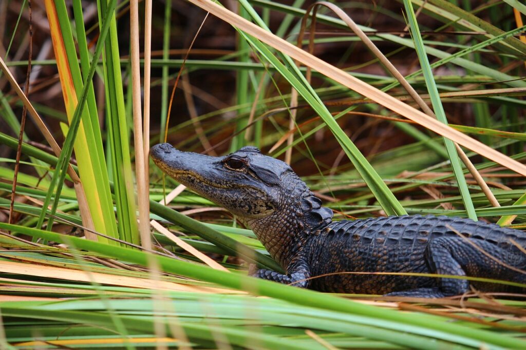 Everglades