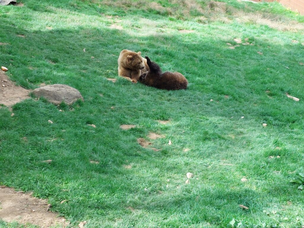 Lachuniacha Wildlife Park