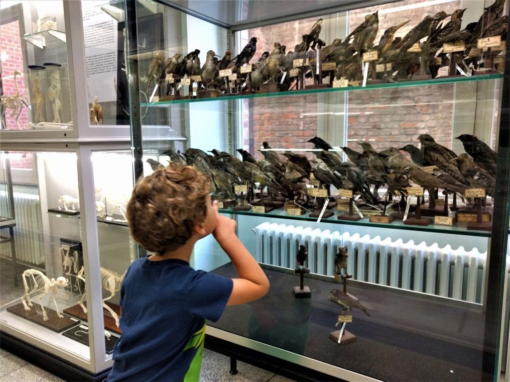 Museum Tieren
