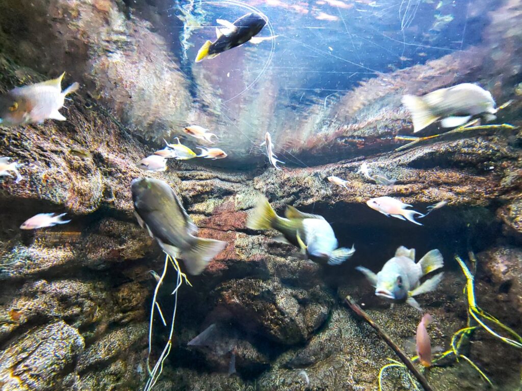 aquarium Saragossa mit Kindern