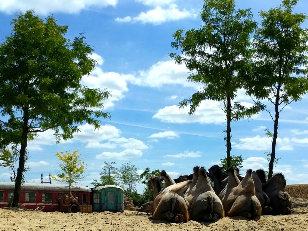Emmen Tierpark Wildlands