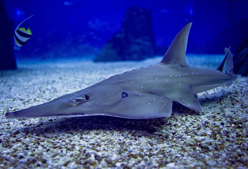 Oceanário