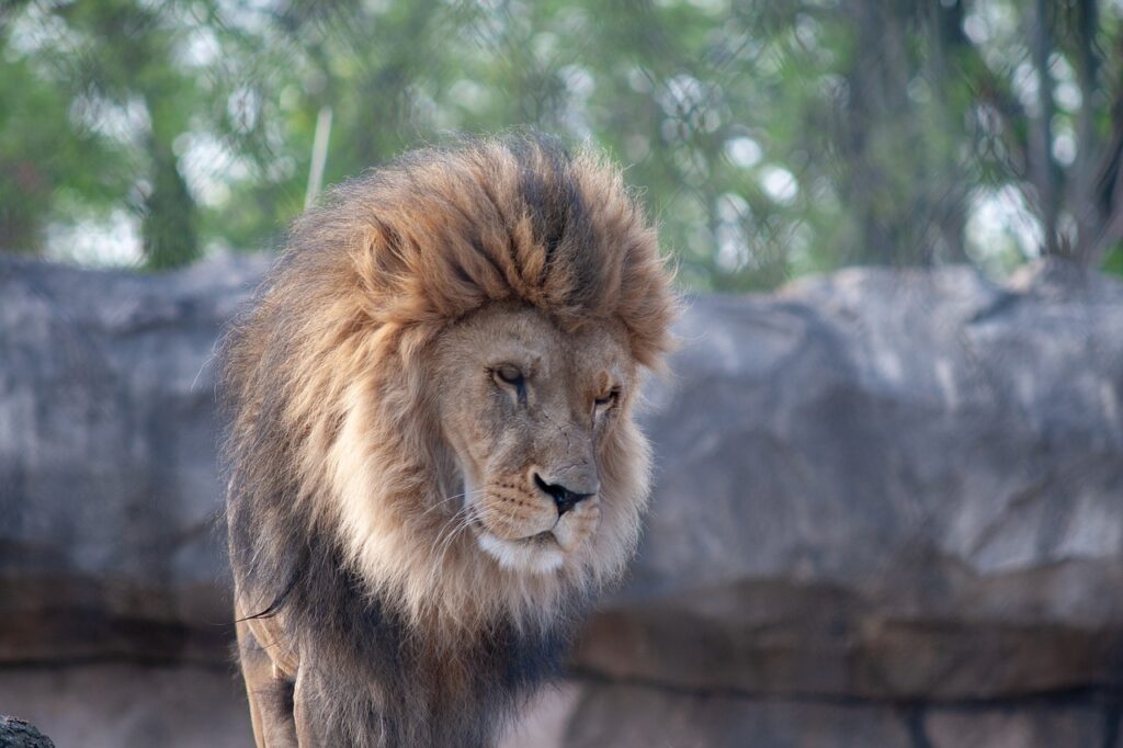 Zoo Dresden