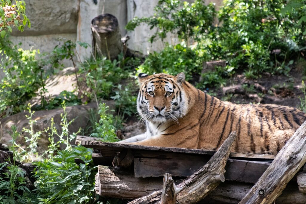 Zoo