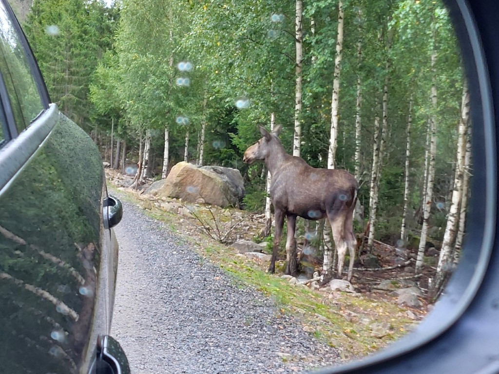 Safari Park Småland mit Kindern