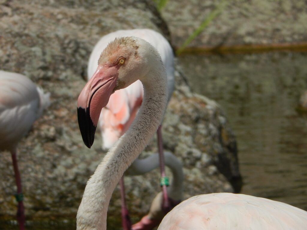 Tierparks Frankreich