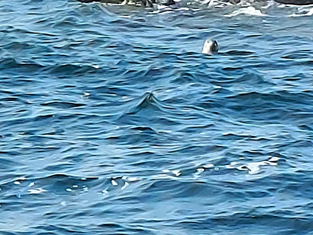 Robbenbeobachtung in Västervik