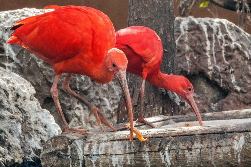 Bioparc