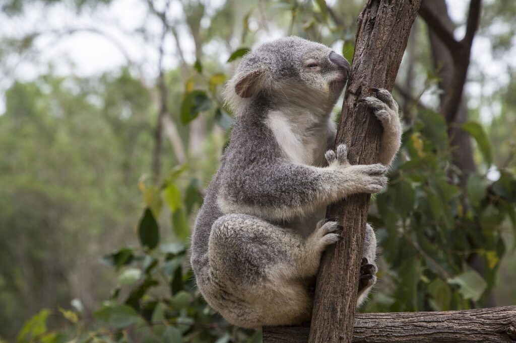 Australien mit Kindern