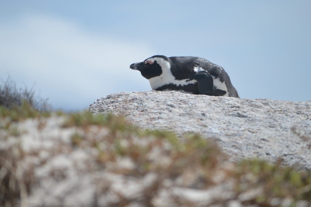 Pinguine Kapstadt mit Kindern