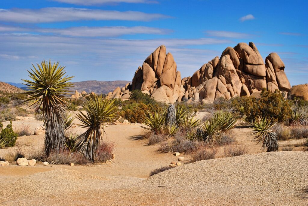 Joshua Tree Park