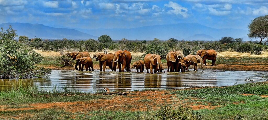 Elephants