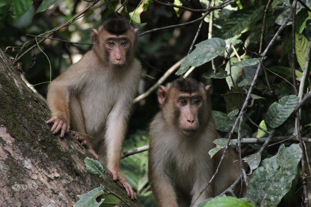 Borneo Malaysia mit Kindern