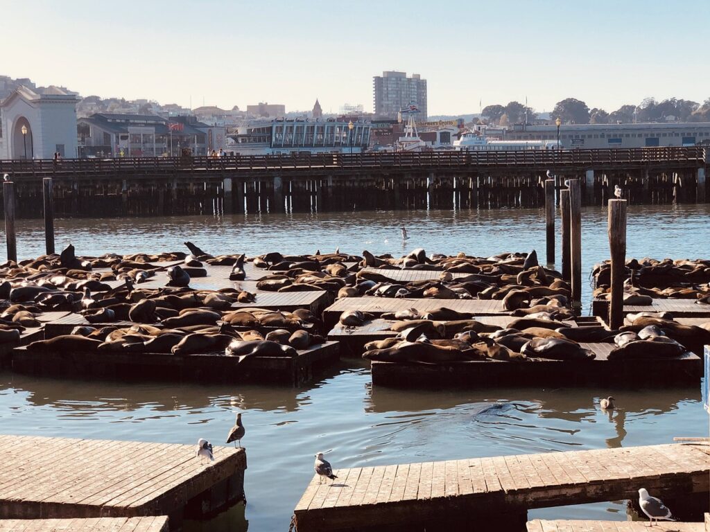 Pier 39