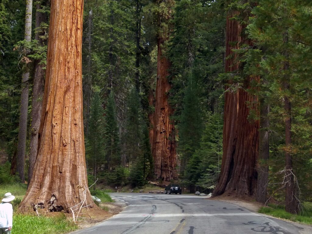 Sequoia