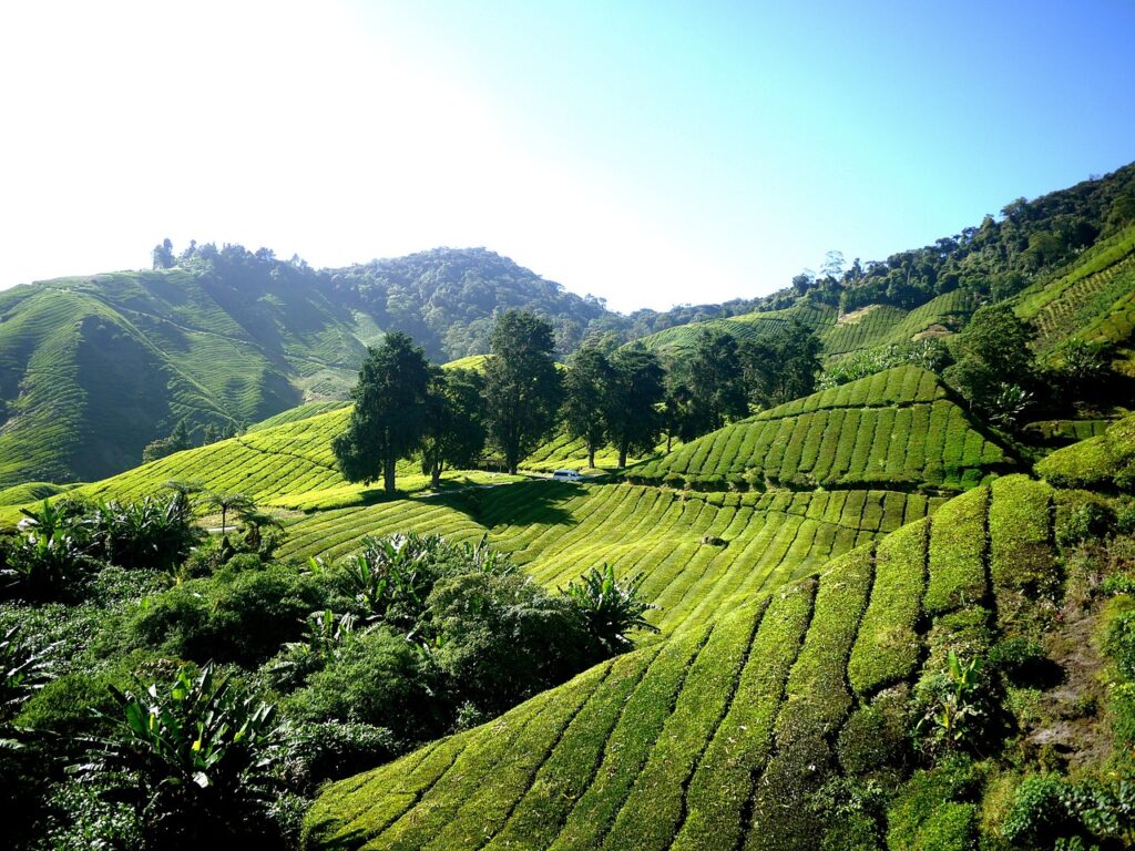 Tea plantation