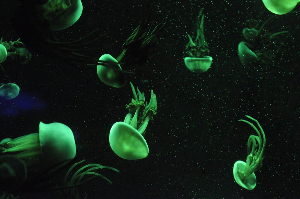 Sea Life Aquarium San Diego mit Kindern