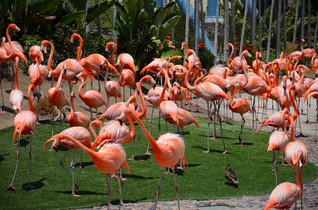 Zoo