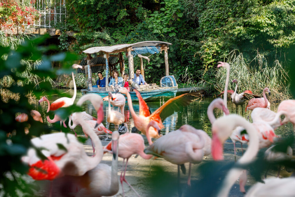 Bootsfahrt Sambesi, Familie, Flamingos