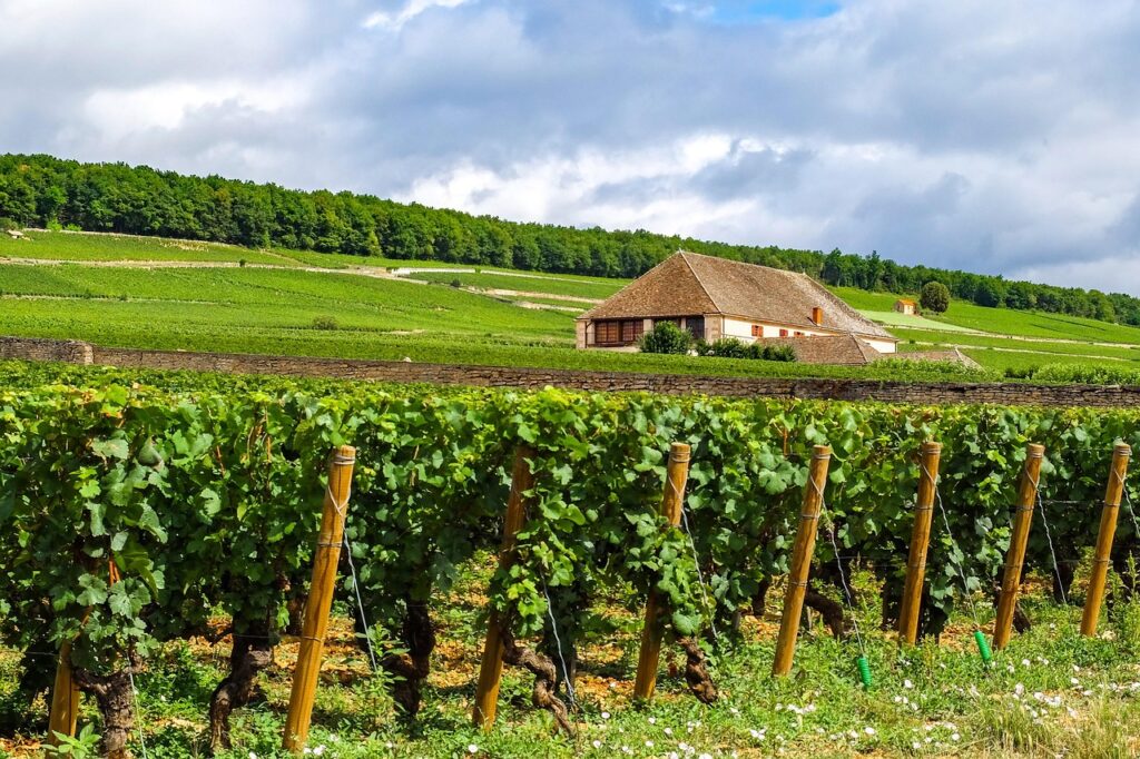 Wein