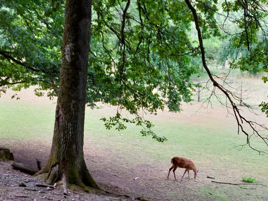 Wildpark Tripsdrill